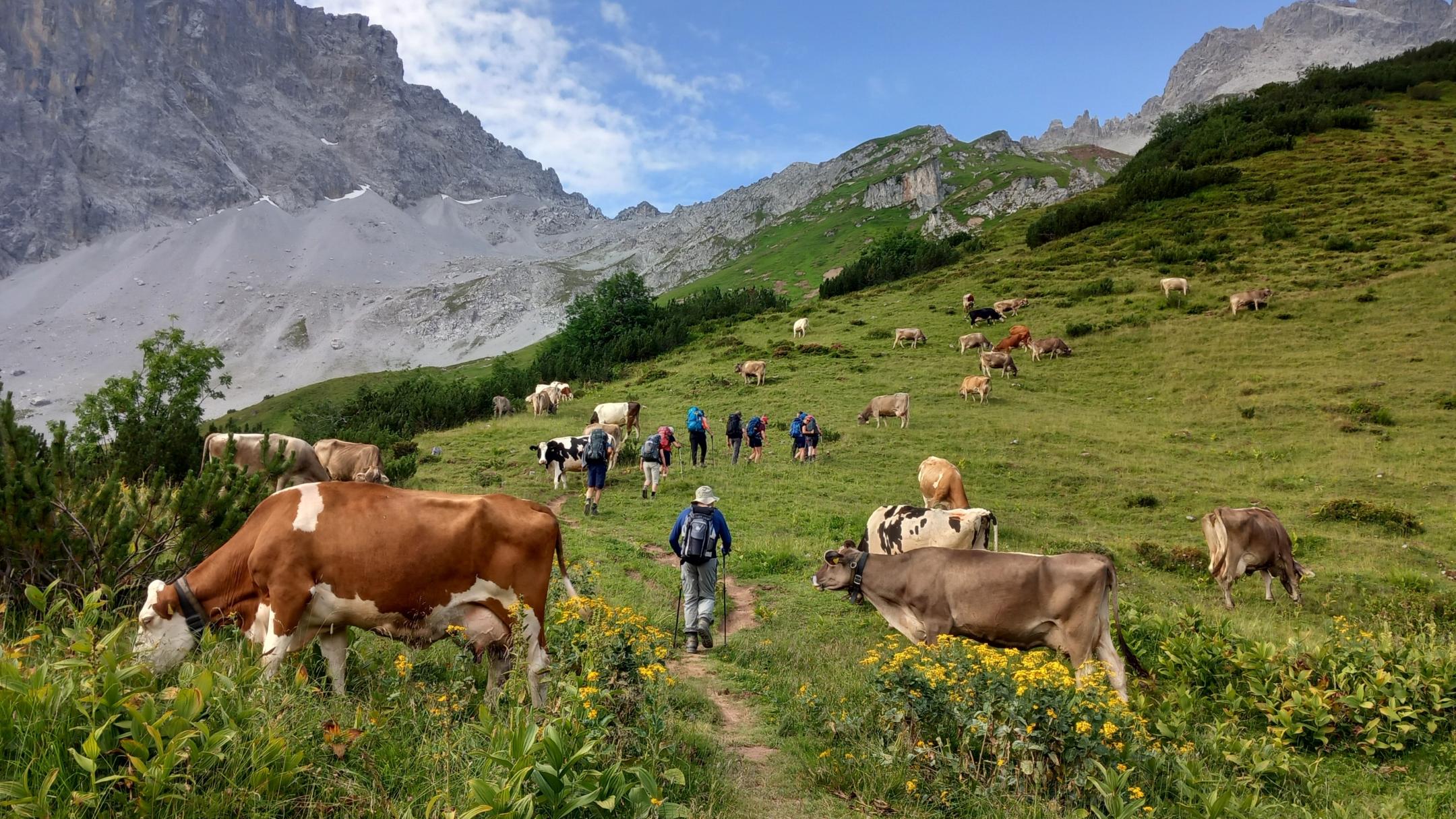 Die Wanderer wandern über eine Kuhweide. Bergpanorama im Hintergrund
